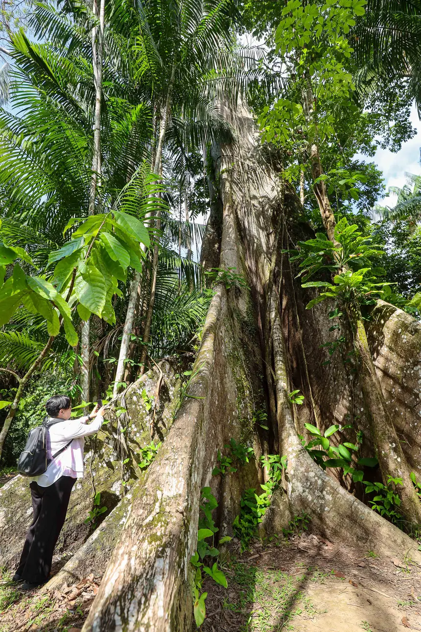  <div class='credito_fotos'>Foto: Bruno Cecim / Ag. Pará &nbsp;&nbsp;|&nbsp;&nbsp; <a href='/midias/2025/originais/20250829155519-GF00024679-F00437650.jpg' download><i class='fa-solid fa-download'></i> Download</a></div>