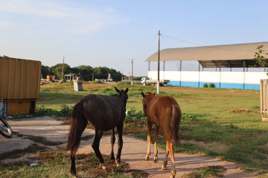 <div class='credito_fotos'>Foto: Bruno Cruz / Ag. Pará | <a href='/midias/2025/originais/20251015131548-GF00025175-F00455453.jpg' download><i class='fa-solid fa-download'></i> Download</a></div>