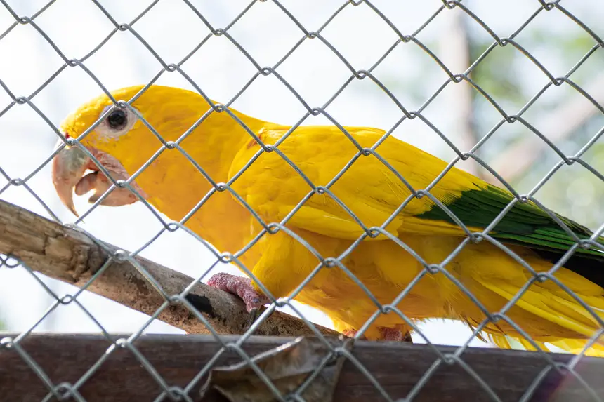 Diego Garcia / Ag. Pará