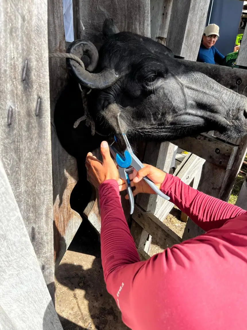 Crédito: Divulgação