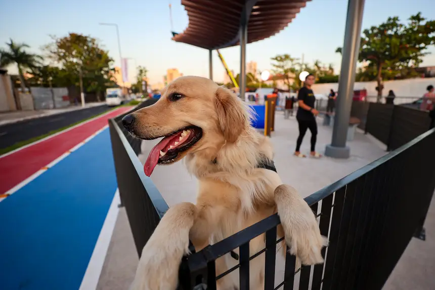  <div class='credito_fotos'>Foto: Bruno Cecim / Ag.Pará   |   <a href='/midias/2025/originais/20251103195357-GF00025370-F00462501.jpg' download><i class='fa-solid fa-download'></i> Download</a></div>