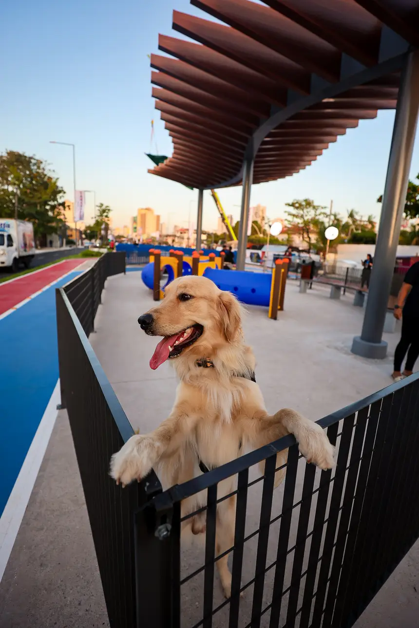  <div class='credito_fotos'>Foto: Bruno Cecim / Ag.Pará   |   <a href='/midias/2025/originais/20251103195401-GF00025370-F00462503.jpg' download><i class='fa-solid fa-download'></i> Download</a></div>