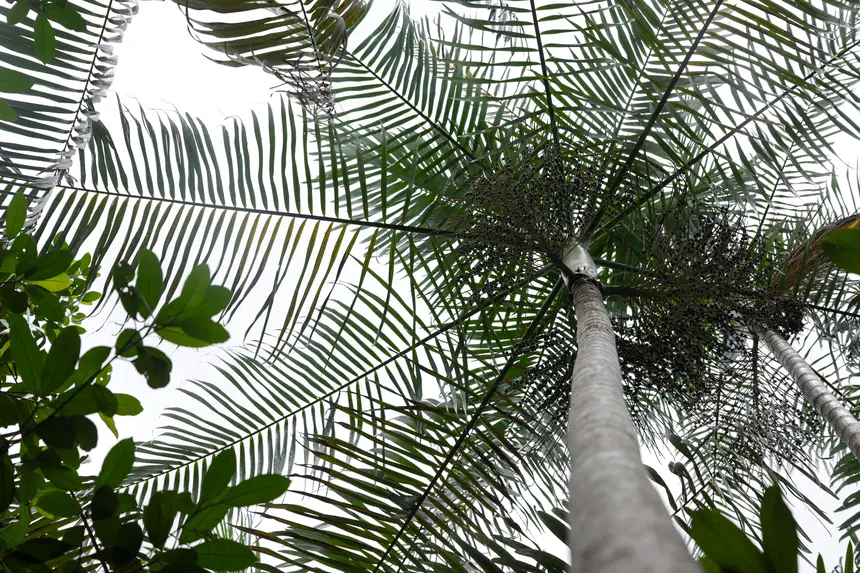  <div class='credito_fotos'>Foto: Pedro Guerreiro / Ag. Pará &nbsp;&nbsp;|&nbsp;&nbsp; <a href='/midias/2025/originais/20251108161338-GF00025418-F00464478.jpg' download><i class='fa-solid fa-download'></i> Download</a></div>