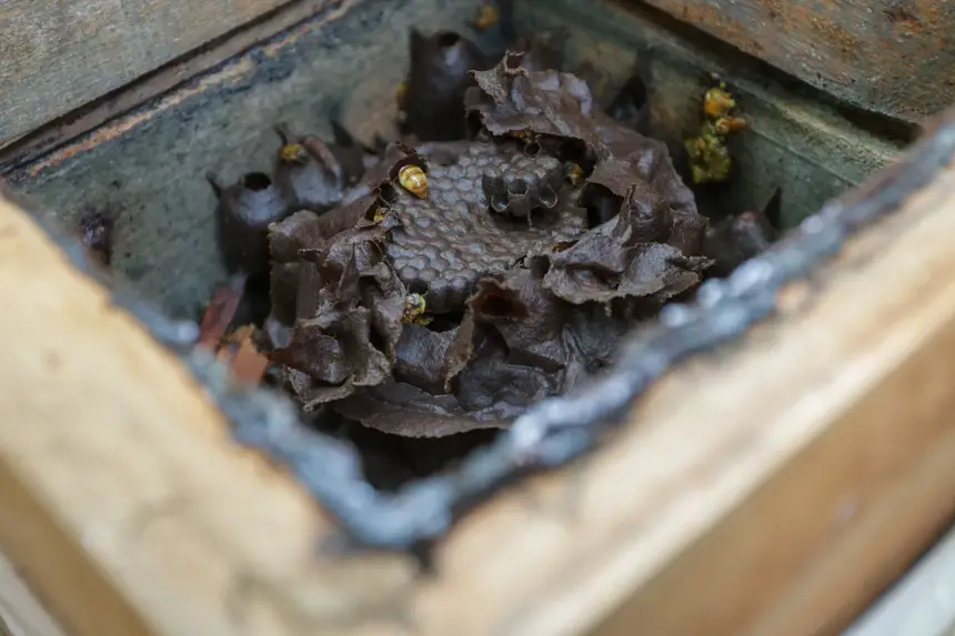  <div class='credito_fotos'>Foto: Pedro Guerreiro / Ag. Pará &nbsp;&nbsp;|&nbsp;&nbsp; <a href='/midias/2025/originais/20251108161345-GF00025418-F00464481.jpg' download><i class='fa-solid fa-download'></i> Download</a></div>