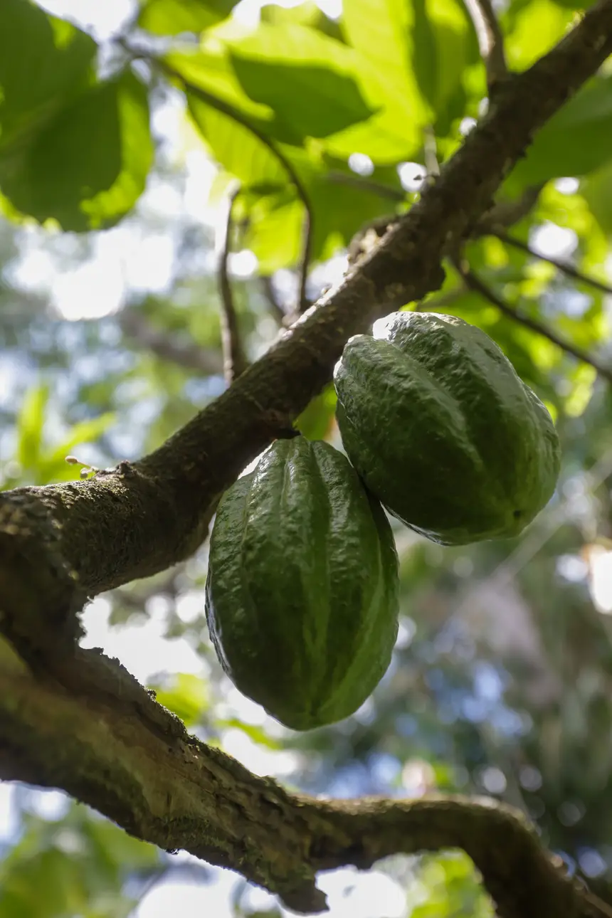  <div class='credito_fotos'>Foto: Pedro Guerreiro / Ag. Pará &nbsp;&nbsp;|&nbsp;&nbsp; <a href='/midias/2025/originais/20251108161354-GF00025418-F00464486.jpg' download><i class='fa-solid fa-download'></i> Download</a></div>