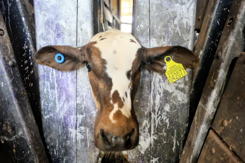 "Brincos" de identificação individual animal - SRBIPA