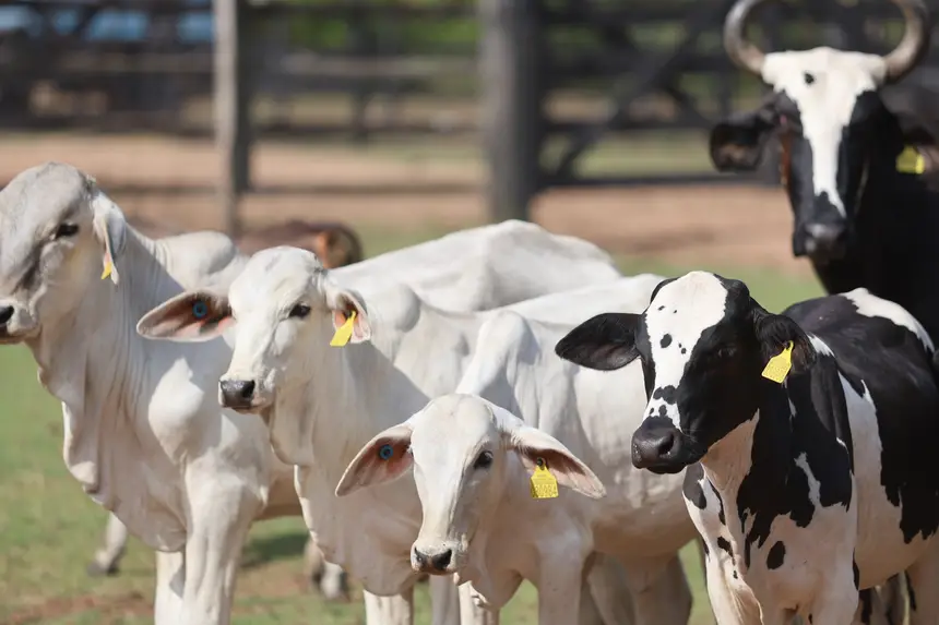 A partir de 1º de janeiro de 2026, toda movimentação de bovinos e bubalinos no Estado deverá ser acompanhada pela GTA e a identificação individual do SRBIPA