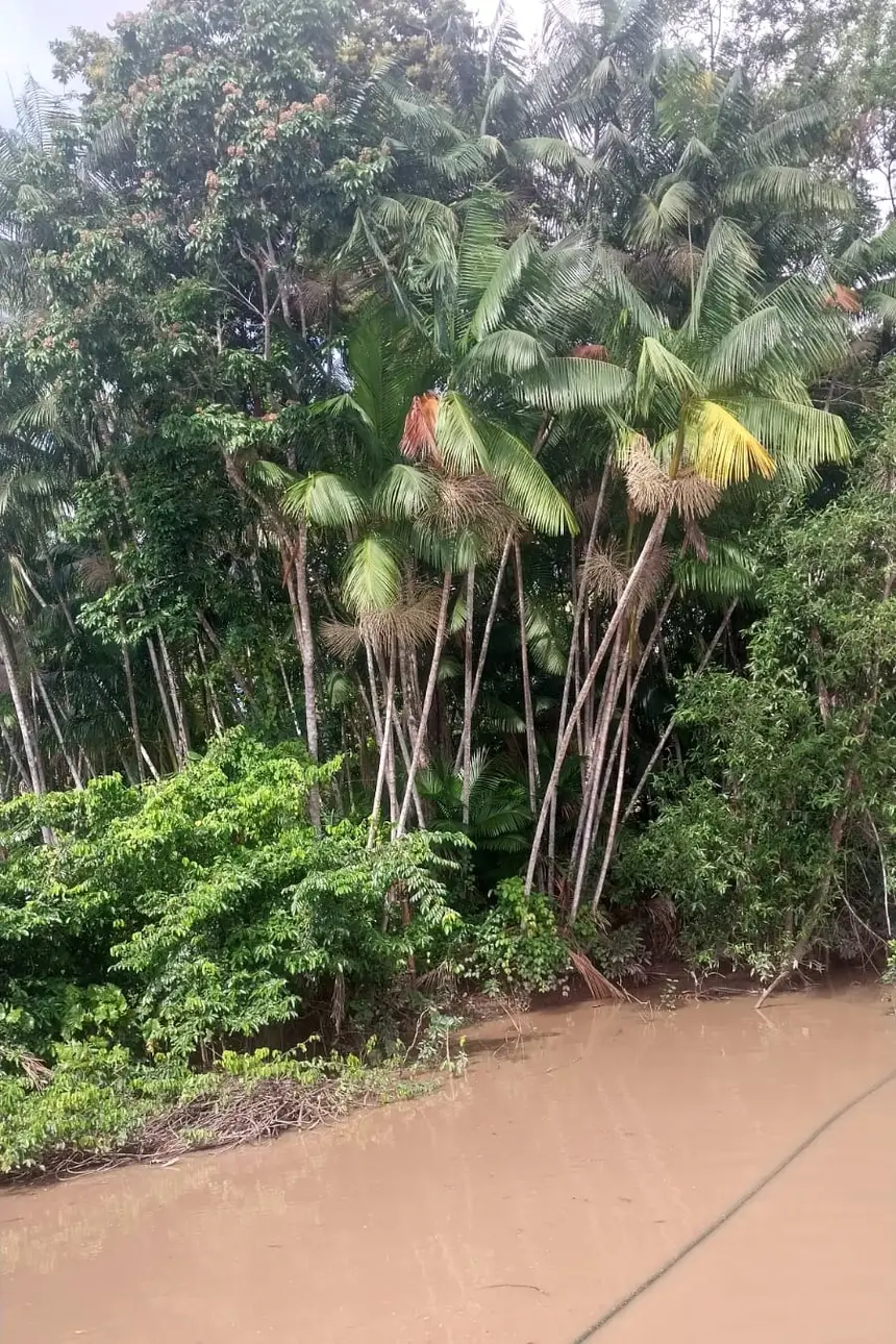 Objetivo é promover e incentivar o desenvolvimento da agroecologia, dos sistemas orgânicos de produção e do extrativismo sustentável