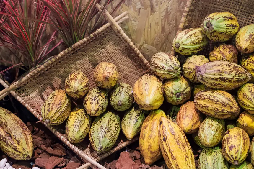  <div class='credito_fotos'>Foto: Pedro Guerreiro / Ag. Pará   |   <a href='/midias/2025/originais/20251120160059-GF00025658-F00471032.jpg' download><i class='fa-solid fa-download'></i> Download</a></div>