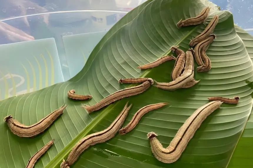 Mangal das Garças é referência em reprodução de borboletas