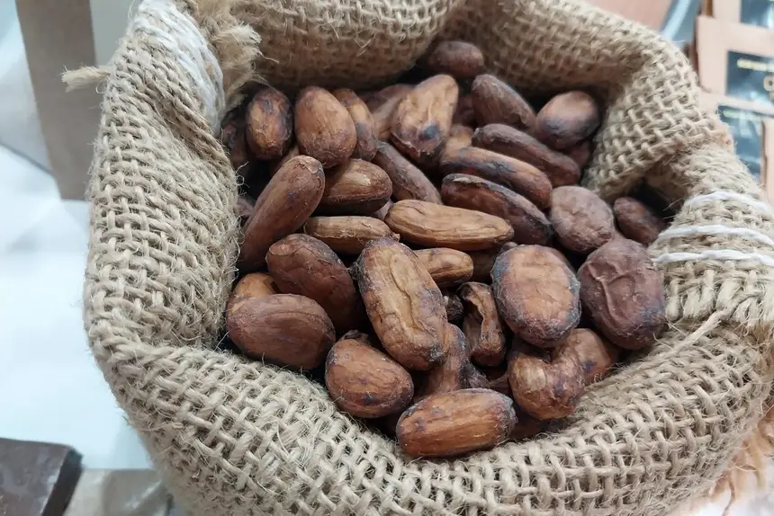 O público poderá conferir produtos feitos a partir da tradicional amêndoa de cacau de Tomé-Açu, que foi a primeira IG do Pará