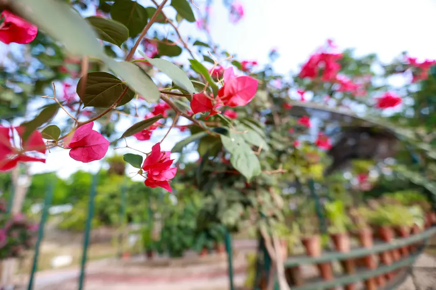  <div class='credito_fotos'>Foto: Marcelo Lelis / Ag. Pará &nbsp;&nbsp;|&nbsp;&nbsp; <a href='/midias/2025/originais/20251216092552-GF00025879-F00478527.jpg' download><i class='fa-solid fa-download'></i> Download</a></div>