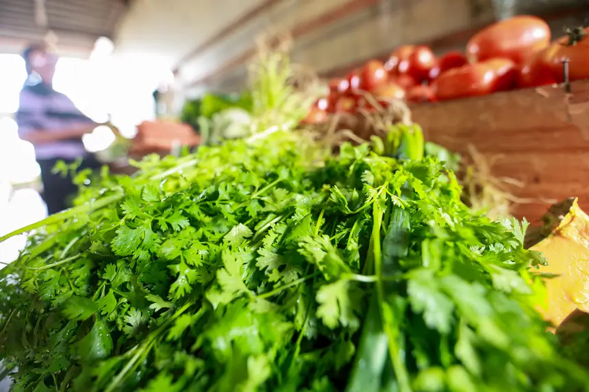  <div class='credito_fotos'>Foto: Marcelo Lelis / Ag. Pará &nbsp;&nbsp;|&nbsp;&nbsp; <a href='/midias/2025/originais/20251223111616-GF00025944-F00480387.jpg' download><i class='fa-solid fa-download'></i> Download</a></div>