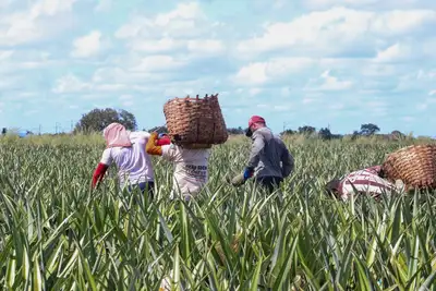 notícia: Estado viabiliza programas estratégicos que contribuem com o desenvolvimento da agricultura familiar paraense