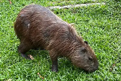 notícia: Capivara atrai atenção dos visitantes no Mangal das Garças