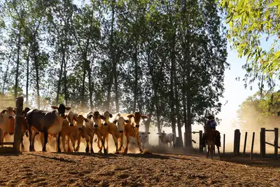 notícia: Programa estadual fortalece práticas de produção pecuária sustentável na agricultura familiar e comunidades tradicionais