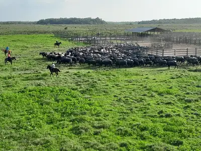 notícia: Produtores rurais do Marajó tem até o dia 30 para atualizarem seu cadastro