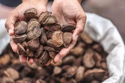 notícia: Abertura da safra da castanha-do-pará reforça bioeconomia na Floresta Estadual do Trombetas