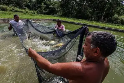 notícia:  Apoio da Sedap aos municípios resultou no crescimento em mais de 30% da aquicultura do Pará