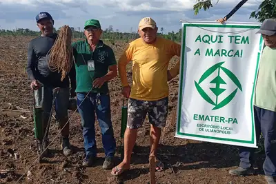 notícia: Emater avança na cadeia produtiva de malva no nordeste paraense