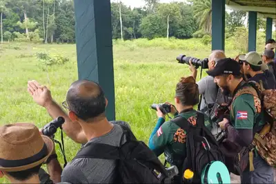 notícia: Projeto “Vem Passarinhar” realiza observação de aves na APA Belém