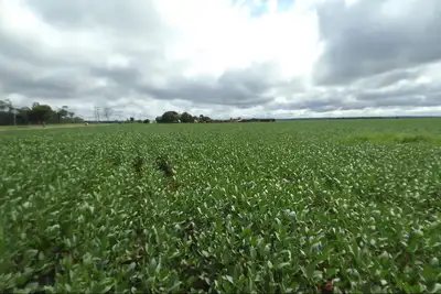 notícia: Soja, Carne e bois vivos foram os principais produtos exportados pelo agronegócio paraense em 2024