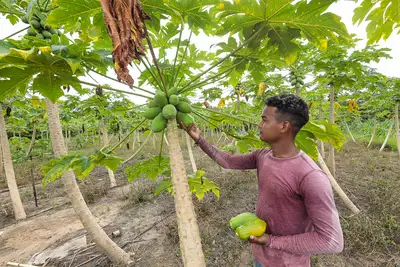 notícia: Governo do Estado promove Dia de Campo sobre Pecuária Sustentável na Agricultura Familiar em Itaituba