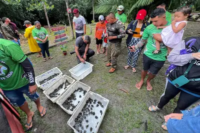 notícia: Soltura de mais de 500 quelônios reforça conservação na Floresta Estadual de Faro