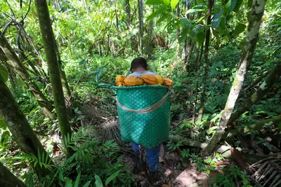 notícia: Investimentos na agricultura paraense garantem crescimento médio de 7% ao ano