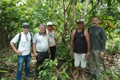 notícia: Emater realiza zoneamento da cadeia produtiva do cacau em Capitão-Poço