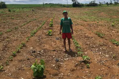 notícia: Com incentivo da Emater, agricultores de Dom Eliseu investem no plantio de urucum 