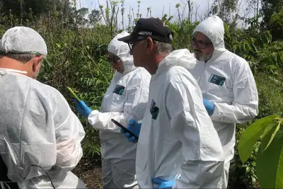 notícia: Fiscais da ADEPARÁ são treinados para identificar a praga da vassoura de bruxa da mandioca no Amapá 