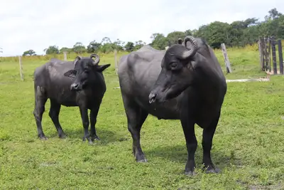 notícia: Adepará realiza campanha de atualização de cadastro de animais