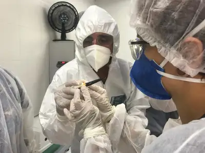 notícia: Pará declara estado de emergência zoossanitária preventiva contra gripe aviária 