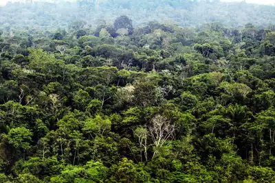 notícia: Ideflor-Bio participa do ‘Workshop COP30 e o Futuro do Setor Florestal na Amazônia’