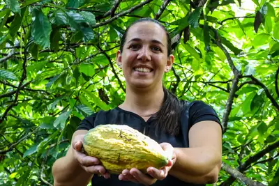notícia: Pará tem a maior produtividade de cacau no mundo e celebra força da cadeia sustentável