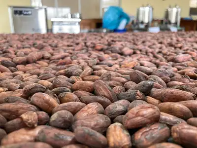 notícia: Tomé-Açu lançará no próximo semestre produtos derivados de amêndoas com Indicação Geográfica