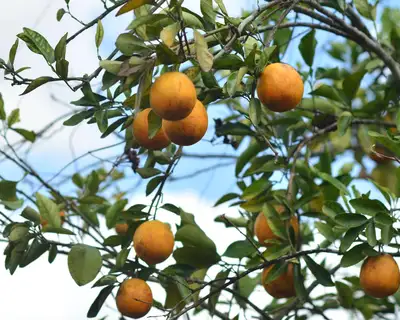 notícia: Estado investe na proteção dos principais polos de produção de limão e laranja