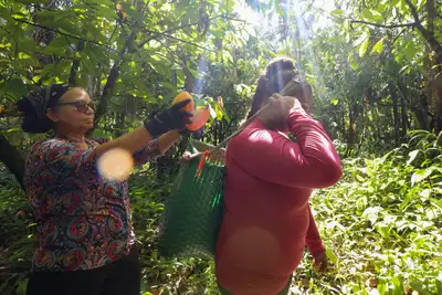 notícia: Governo fortalece estratégias de valorização e de estímulo da sociobioeconomia no Pará
