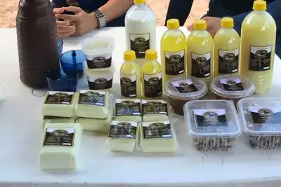 notícia: Apoio do Estado garante melhoria à produção de derivados do leite de búfala no Marajó