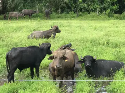 notícia: Sedap e Embrapa alinham parceria para beneficiar pequeno pecuarista no Marajó