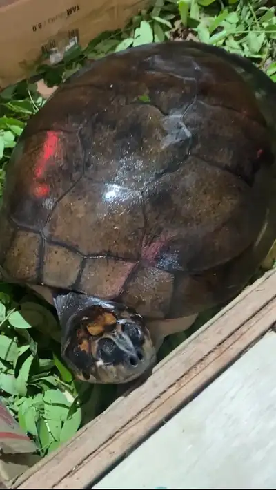 notícia: Tartarugas do Mangal das Garças ganham novo lar em São Paulo