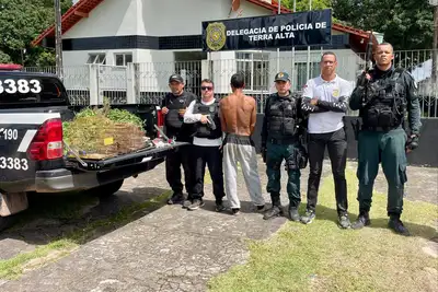 notícia: Polícia incinera 100 pés de Cannabis sativa e prende homem em Terra Alta