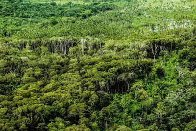 notícia: Em junho, Pará registra menor área sob alertas de desmatamento desde 2019