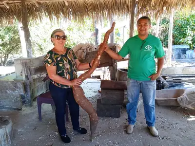 notícia: Emater realiza 3º Festival da Mandioca em São Domingos do Araguaia