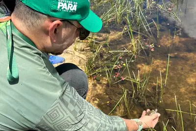notícia: Soltura de 140 quelônios marca celebração à vida e à natureza em Salvaterra no Marajó