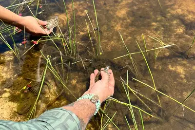 notícia: Soltura de 140 quelônios marca celebração à vida e à natureza em Salvaterra no Marajó