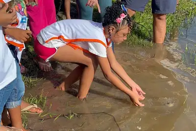 notícia: Soltura de quelônios reforça educação ambiental em Soure, no Marajó