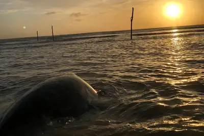 notícia: Tartaruga marinha é resgatada e devolvida ao mar na APA Algodoal-Maiandeua