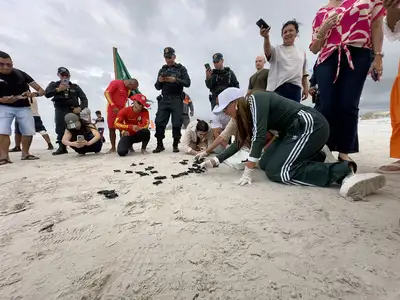 notícia: Soltura de filhotes de tartaruga marinha mobiliza comunidade em Salinópolis